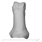 NH MER36 264 Gorilla gorilla gorilla hand phalanx first proximal left dorsal