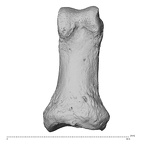 NH MER36 264 Gorilla gorilla gorilla hand phalanx first proximal left palmar