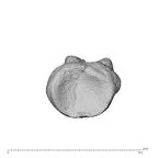NH MER36 264 Gorilla gorilla gorilla hand phalanx first proximal left proximal