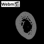 NH MER36 264 Gorilla gorilla gorilla hand phalanx first proximal left ct stack movie