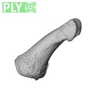NH MER36 264 Gorilla gorilla gorilla hand phalanx first proximal left ply