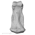 NH MER36 264 Gorilla gorilla gorilla hand phalanx fourth middle left palmar