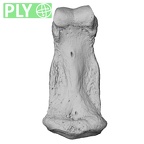 NH MER36 264 Gorilla gorilla gorilla hand phalanx fourth middle left ply