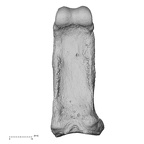 NH MER36 264 Gorilla gorilla gorilla hand phalanx fourth proximal left palmar