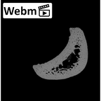 NH MER36 264 Gorilla gorilla gorilla hand phalanx fourth proximal left ct stack movie