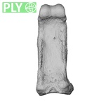 NH MER36 264 Gorilla gorilla gorilla hand phalanx fourth proximal left ply