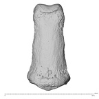 NH MER36 264 Gorilla gorilla gorilla hand phalanx second middle left dorsal
