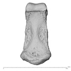NH MER36 264 Gorilla gorilla gorilla hand phalanx second middle left palmar
