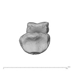 NH MER36 264 Gorilla gorilla gorilla hand phalanx second middle left proximal
