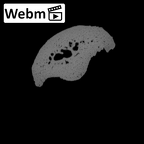 NH MER36 264 Gorilla gorilla gorilla hand phalanx second middle left ct stack movie