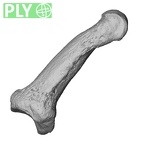 NH MER36 264 Gorilla gorilla gorilla hand phalanx second middle left ply