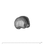 NH MER36 264 Gorilla gorilla gorilla hand phalanx second proximal left distal
