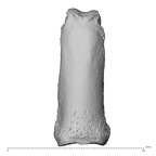 NH MER36 264 Gorilla gorilla gorilla hand phalanx second proximal left dorsal