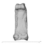 NH MER36 264 Gorilla gorilla gorilla hand phalanx second proximal left palmar