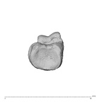 NH MER36 264 Gorilla gorilla gorilla hand phalanx second proximal left proximal