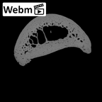 NH MER36 264 Gorilla gorilla gorilla hand phalanx second proximal left ct stack movie