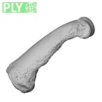 NH MER36 264 Gorilla gorilla gorilla hand phalanx second proximal left ply