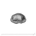 NH MER36 264 Gorilla gorilla gorilla hand phalanx third middle left distal