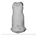NH MER36 264 Gorilla gorilla gorilla hand phalanx third middle left dorsal