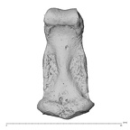NH MER36 264 Gorilla gorilla gorilla hand phalanx third middle left palmar