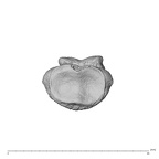 NH MER36 264 Gorilla gorilla gorilla hand phalanx third middle left proximal