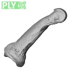 NH MER36 264 Gorilla gorilla gorilla hand phalanx third middle left ply