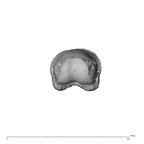 NH MER36 264 Gorilla gorilla gorilla hand phalanx third proximal left distal