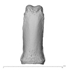 NH MER36 264 Gorilla gorilla gorilla hand phalanx third proximal left dorsal