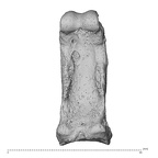 NH MER36 264 Gorilla gorilla gorilla hand phalanx third proximal left palmar