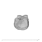 NH MER36 264 Gorilla gorilla gorilla hand phalanx third proximal left proximal