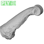 NH MER36 264 Gorilla gorilla gorilla hand phalanx third proximal left ply