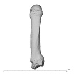 NH MER36 264 Gorilla gorilla gorilla metacarpal fifth left dorsal