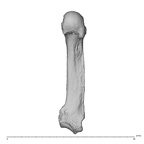NH MER36 264 Gorilla gorilla gorilla metacarpal fifth left palmar