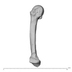 NH MER36 264 Gorilla gorilla gorilla metacarpal fifth left radial