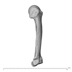 NH MER36 264 Gorilla gorilla gorilla metacarpal fifth left ulnar