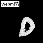 NH MER36 264 Gorilla gorilla gorilla metacarpal fifth left ct stack movie