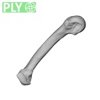 NH MER36 264 Gorilla gorilla gorilla metacarpal fifth left ply
