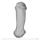 NH MER36 264 Gorilla gorilla gorilla metacarpal first left dorsal