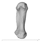 NH MER36 264 Gorilla gorilla gorilla metacarpal first left palmar