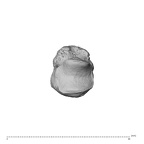 NH MER36 264 Gorilla gorilla gorilla metacarpal first left proximal