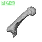NH MER36 264 Gorilla gorilla gorilla metacarpal first left ply