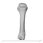 NH MER36 264 Gorilla gorilla gorilla metacarpal fourth left dorsal
