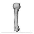 NH MER36 264 Gorilla gorilla gorilla metacarpal fourth left palmar