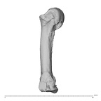 NH MER36 264 Gorilla gorilla gorilla metacarpal fourth left radial