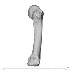 NH MER36 264 Gorilla gorilla gorilla metacarpal fourth left ulnar