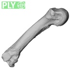 NH MER36 264 Gorilla gorilla gorilla metacarpal fourth left ply