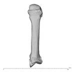 NH MER36 264 Gorilla gorilla gorilla metacarpal second left dorsal