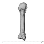 NH MER36 264 Gorilla gorilla gorilla metacarpal second left palmar