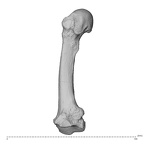 NH MER36 264 Gorilla gorilla gorilla metacarpal second left radial