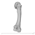 NH MER36 264 Gorilla gorilla gorilla metacarpal second left ulnar